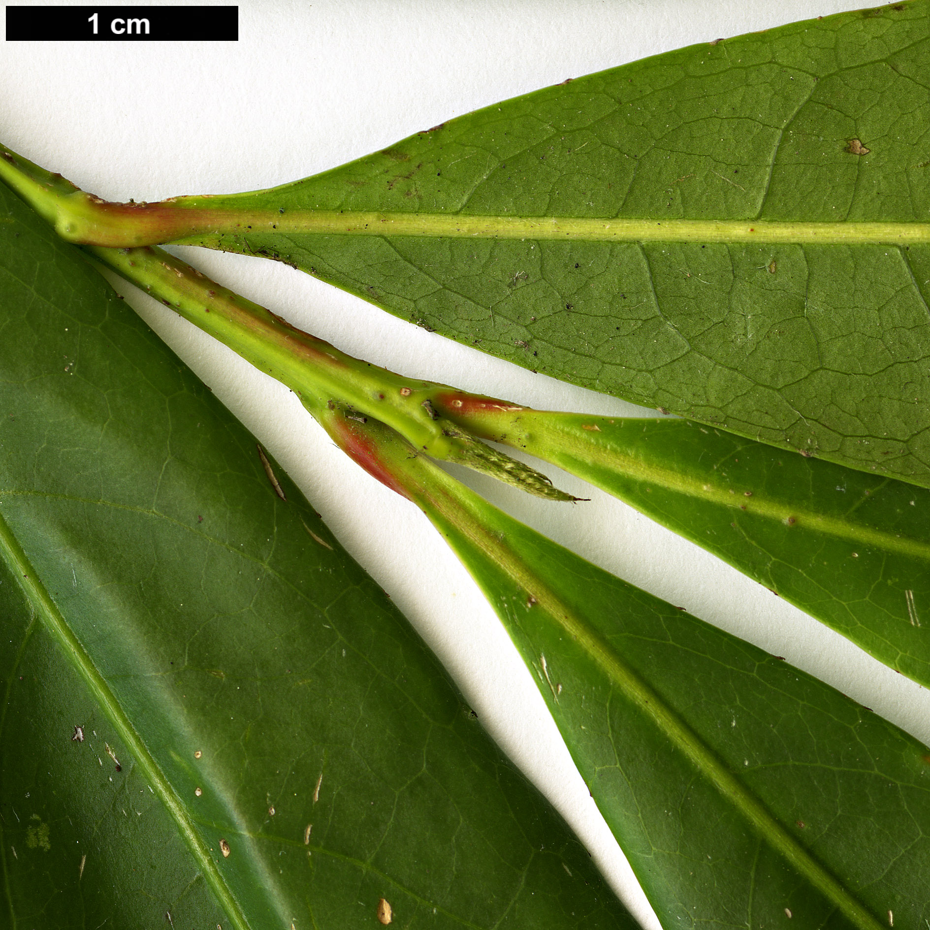 High resolution image: Family: Elaeocarpaceae - Genus: Elaeocarpus - Taxon: glabripetalus 